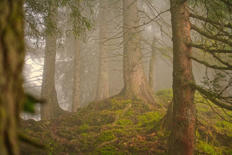 Whimsical Forest Photo Shoot